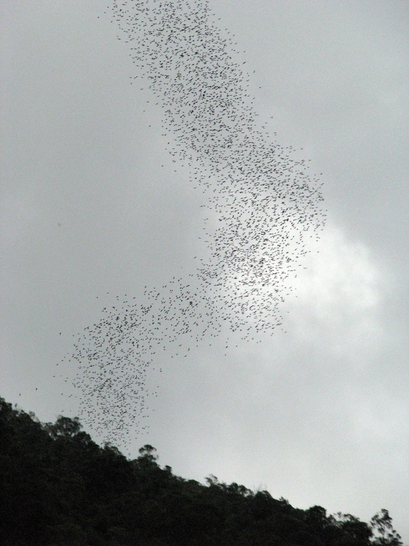 bats leaving Deer Cave